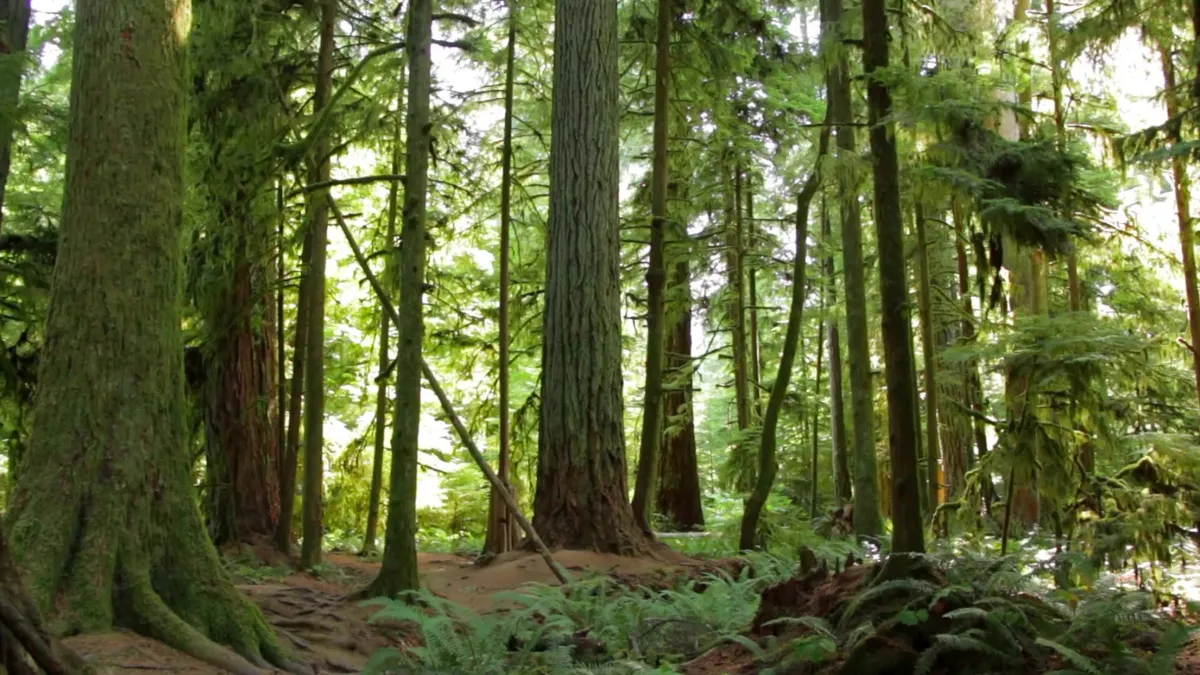 Old-growth cedars along a Creston Valley trail